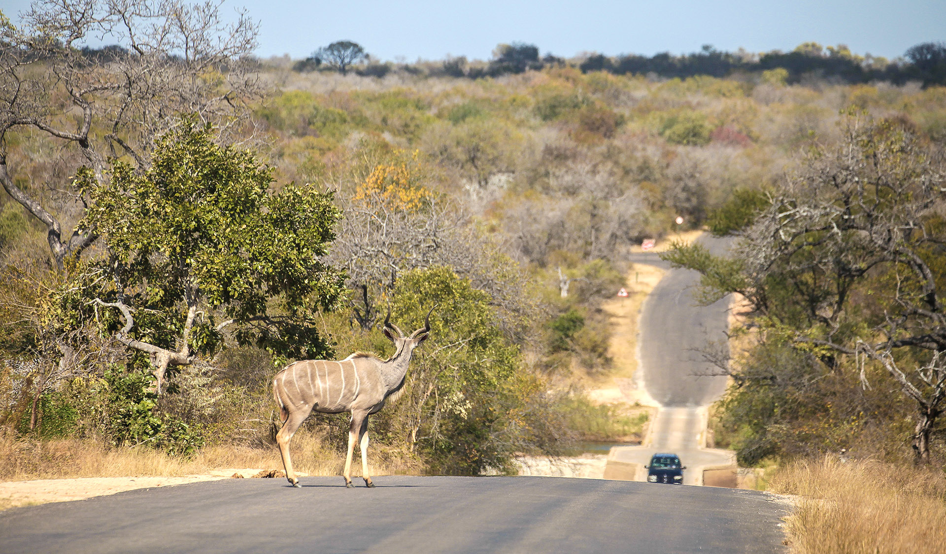 Safari in Kruger