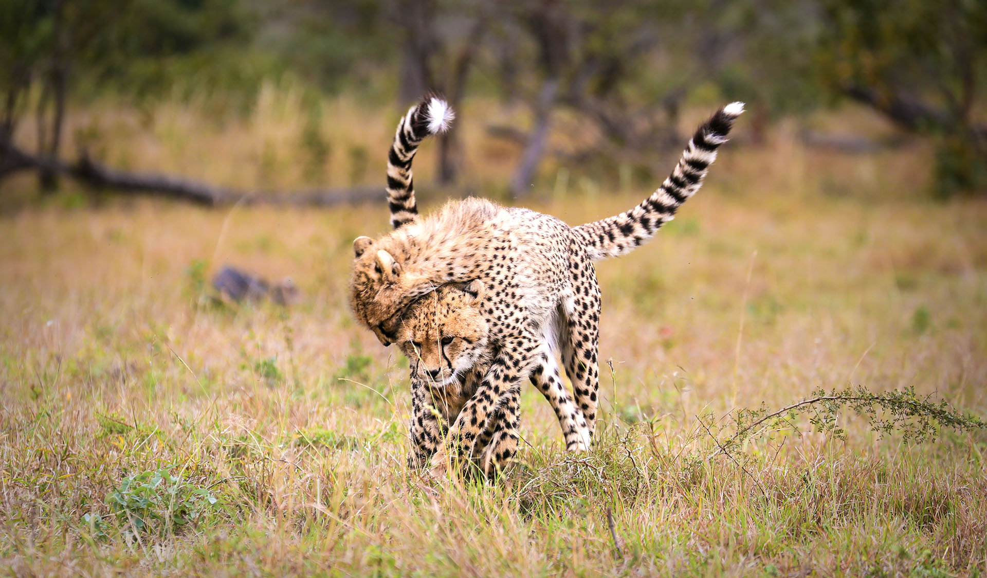 Cheetah safaris