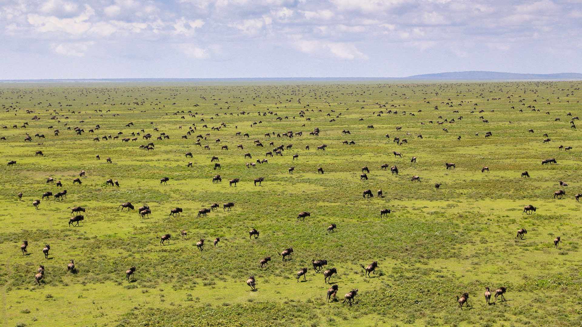 Safari in Serengeti