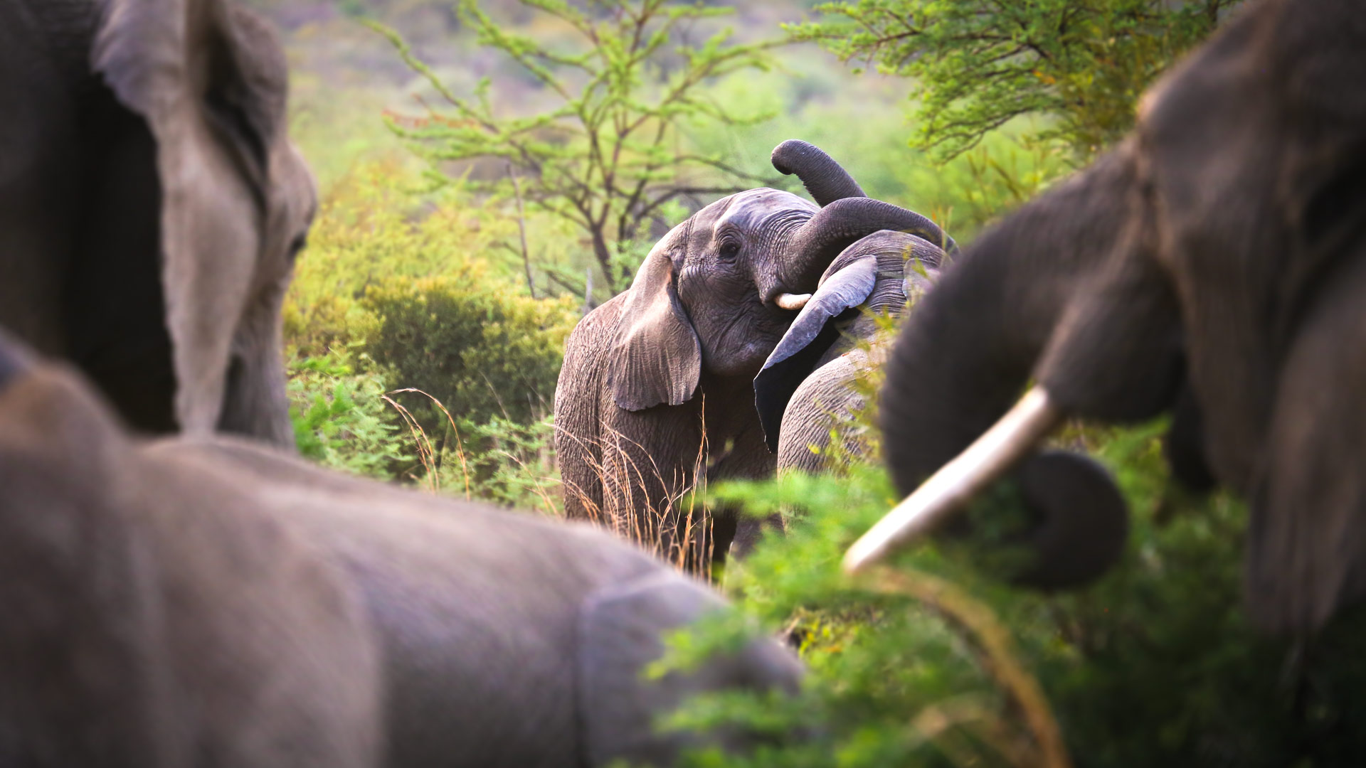 Safari to South Africa