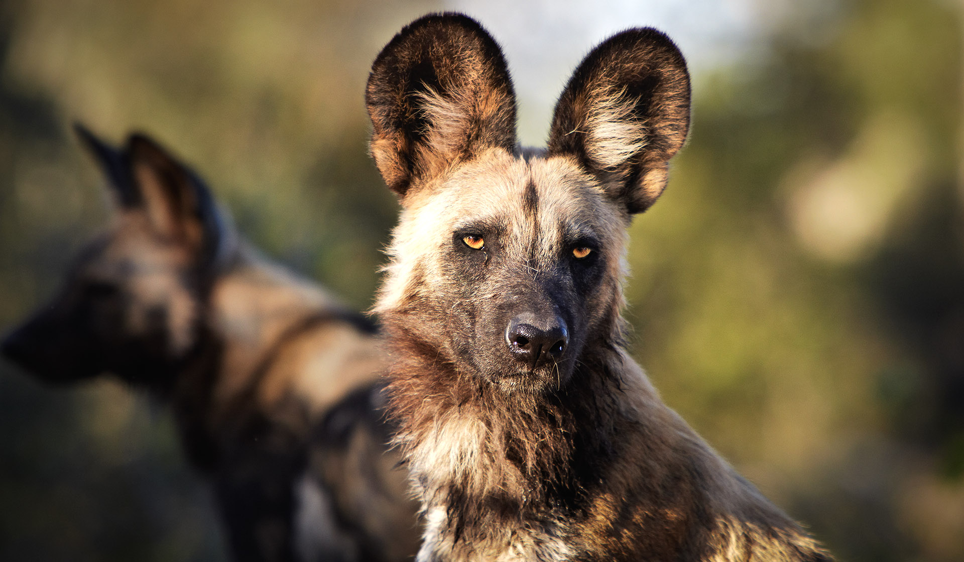 Wild-dog safaris
