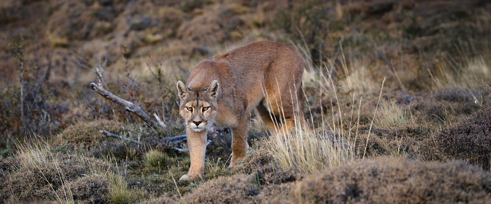 is an incredibly long country with a full range of climate zones 