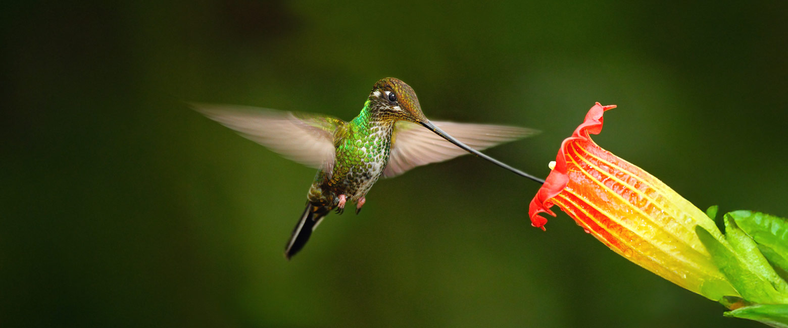 is a wonderfully diverse country, often combined with Galapagos 