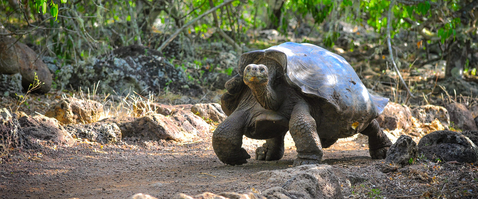 is a group of very remote and fascinating islands 