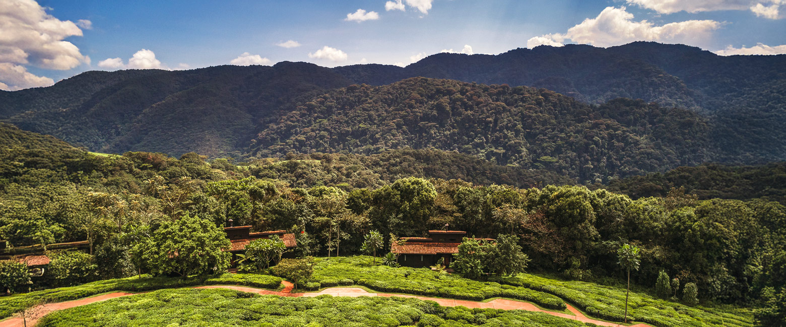 is renowned for tea plantations gorillas and chimps 