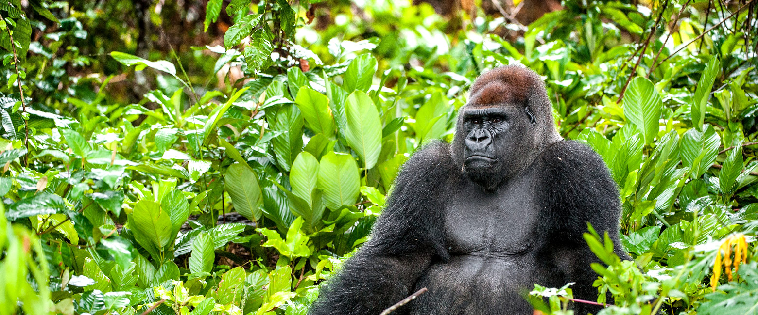 let us know your thoughts about CAR and we will help you create the perfect safari 