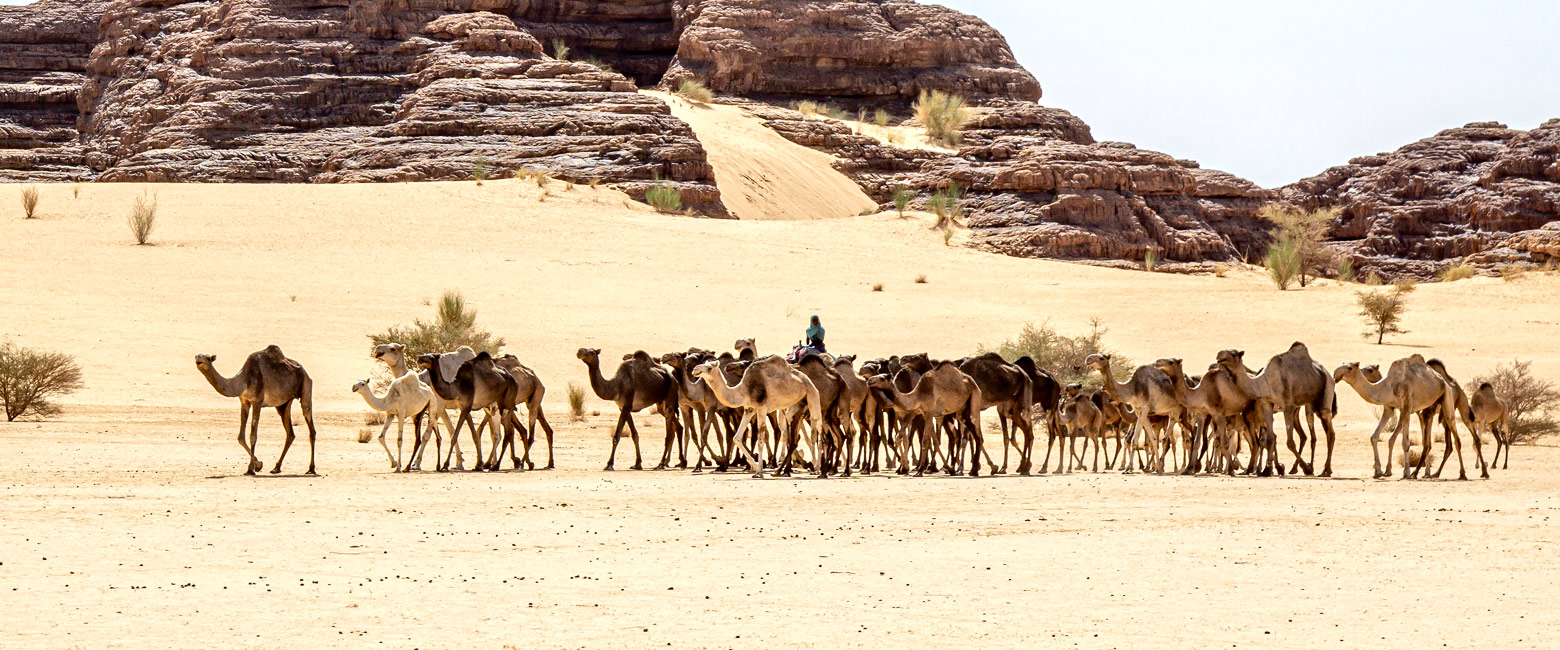 let us know your thoughts about Chad and we will help you create the perfect safari 