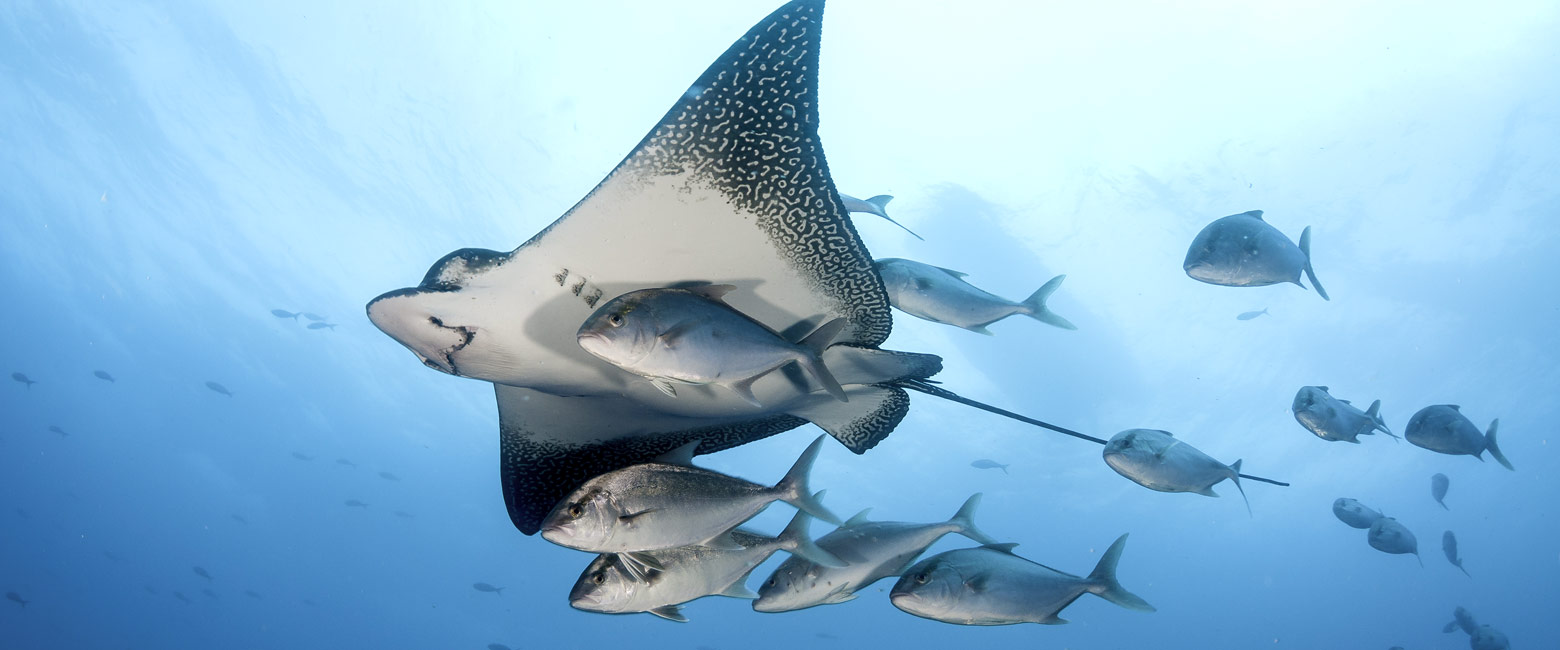 let us know your thoughts about Galapagos and we will help you create the perfect trip 