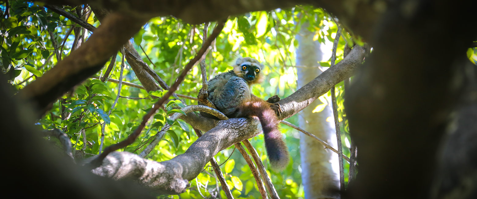 let us know your thoughts about Madagascar and we will help you create the perfect safari 
