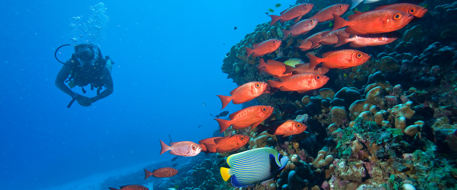 let us know your thoughts about the Seychelles and we will help you build the perfect safari 