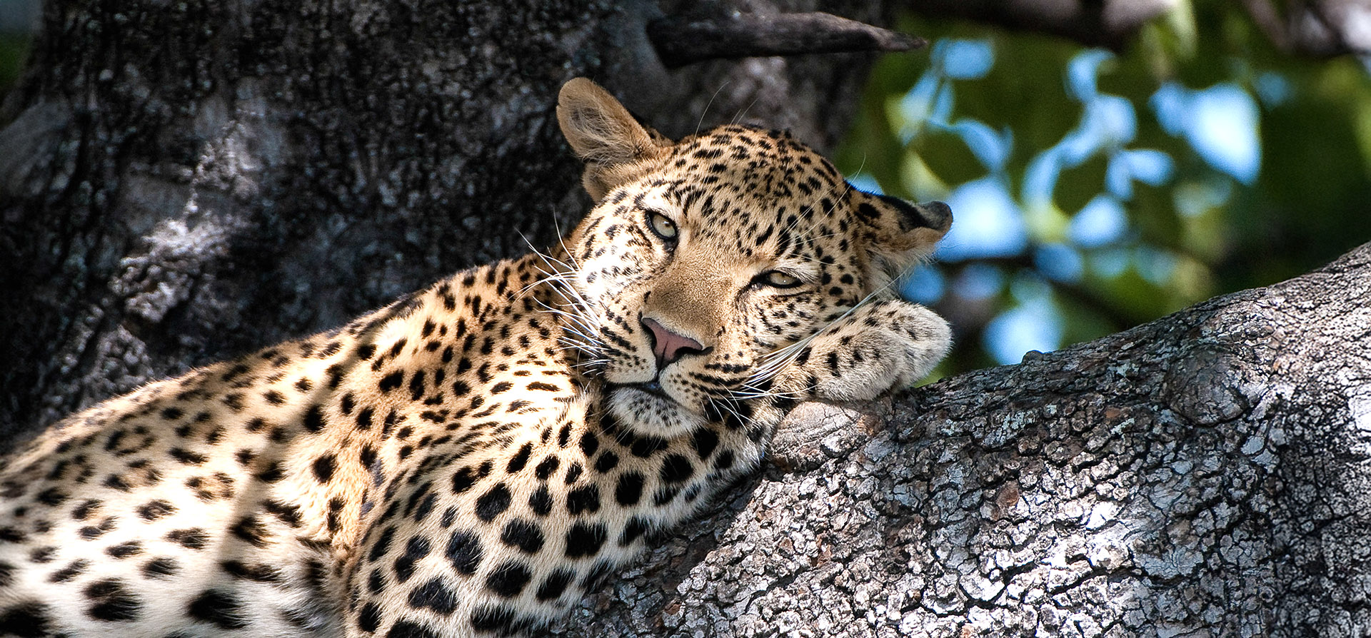 are surprisingly widespread, but famously elusive 