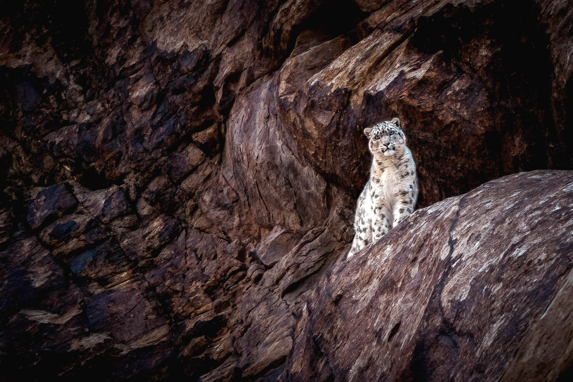 Snow leopard safaris
