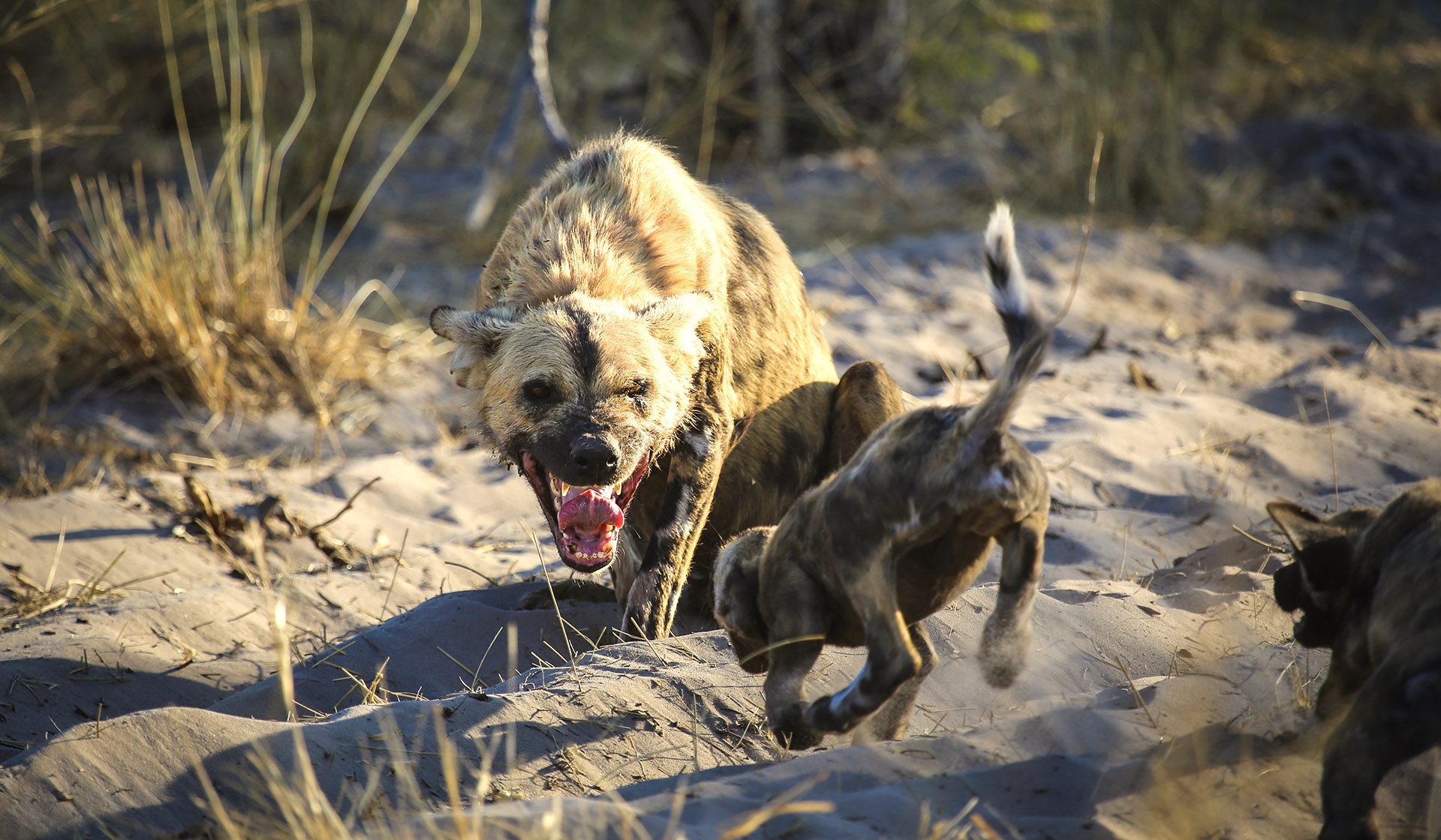 are the most ruthless, relentless, efficient and sociable predators in Africa 