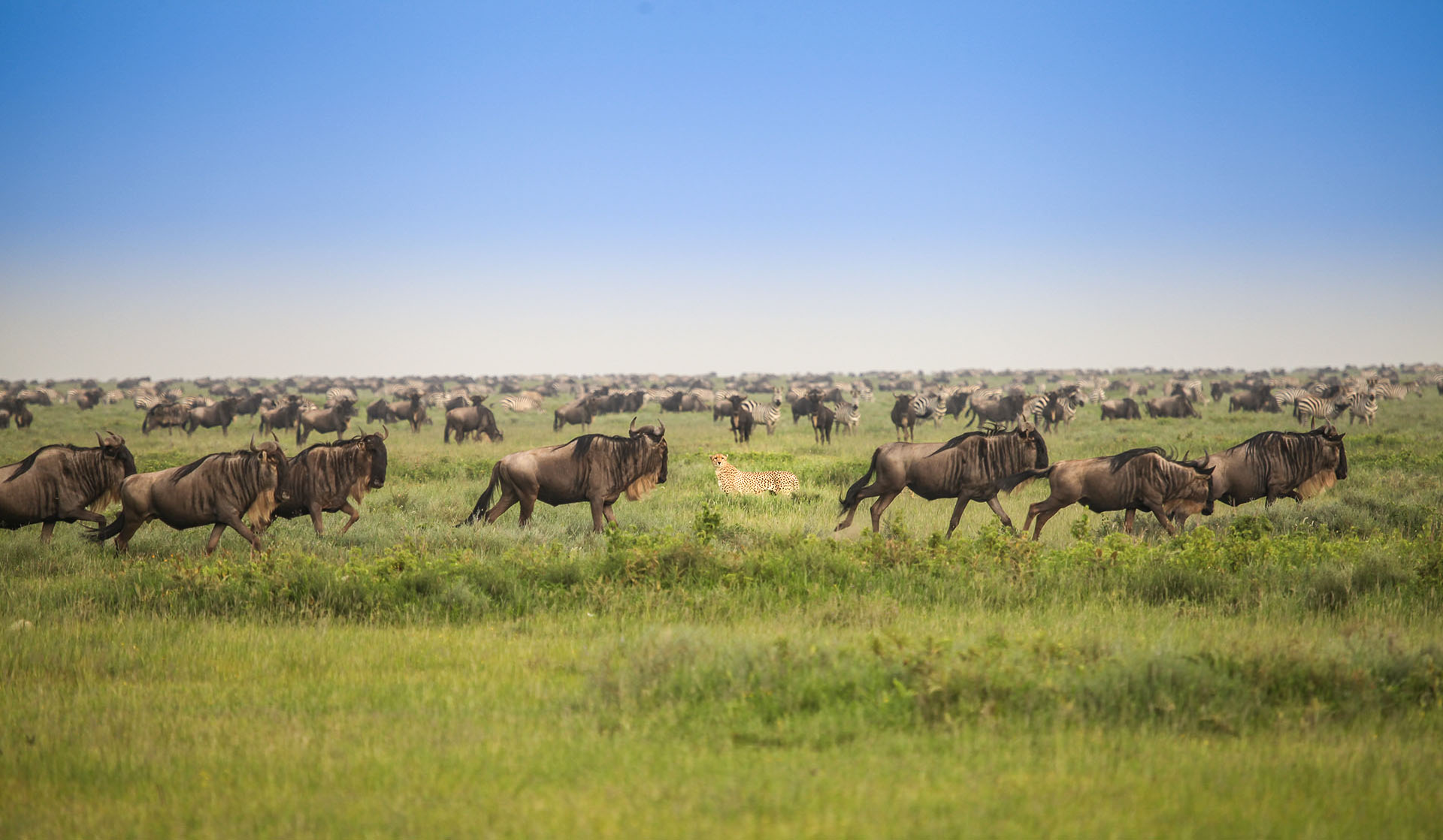 let us know about your specific interests and we will help build an amazing safari 