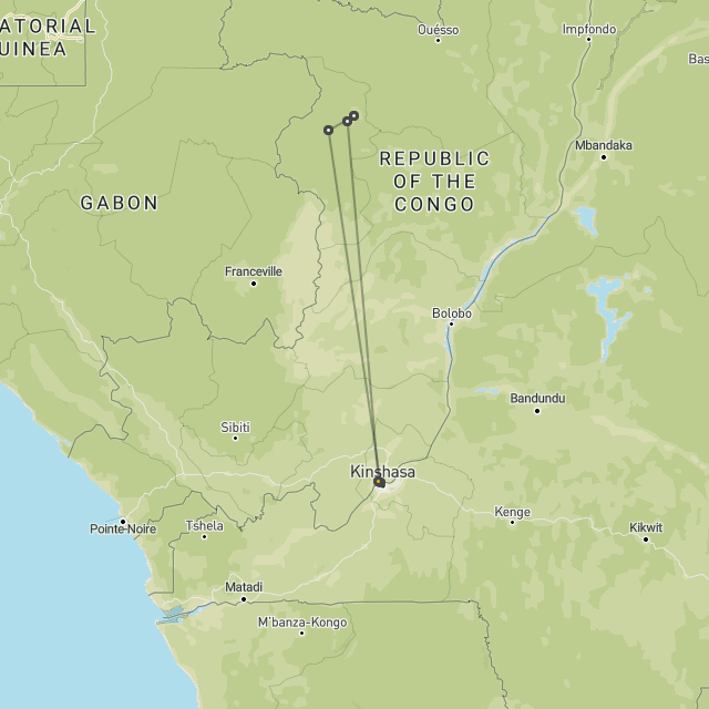 Extended gorillas in Congo