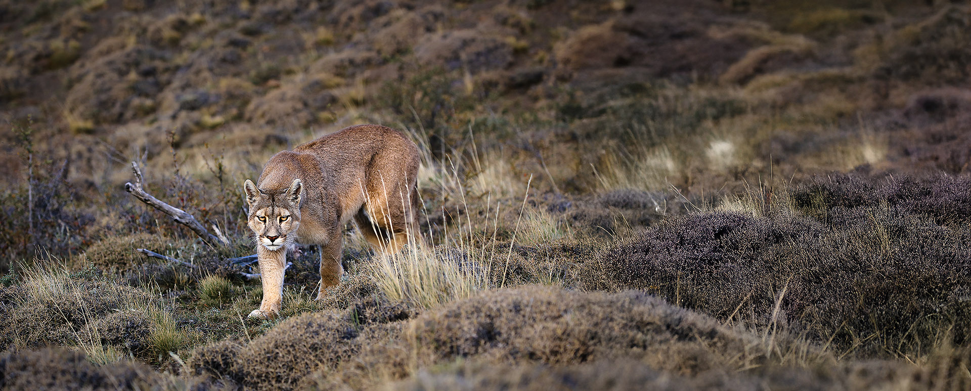 usually solitary animals but with groups of fledging siblings 
