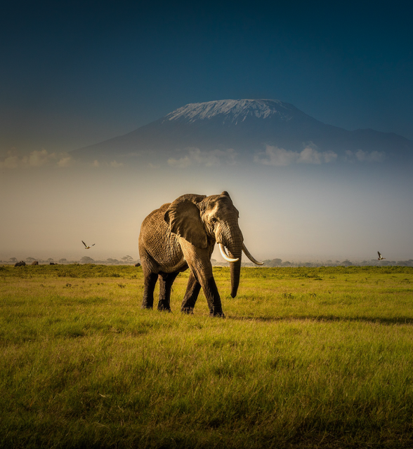 Elephant safari
Trips for people who are obsessed with our big grey friends