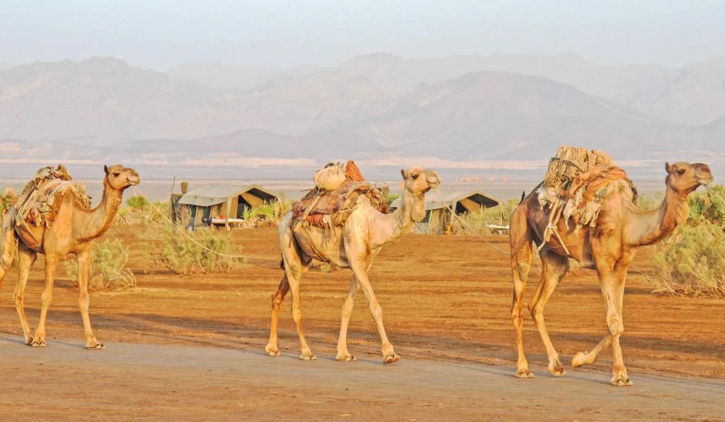 Danakil Expedition Camp