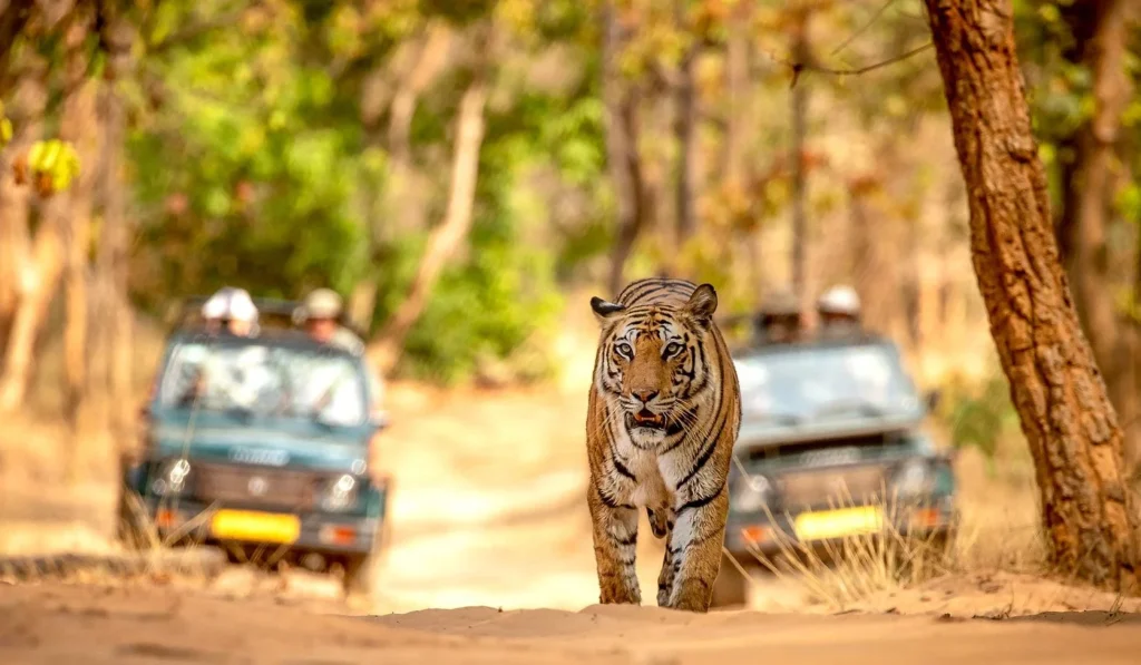 Bandhavgarh
