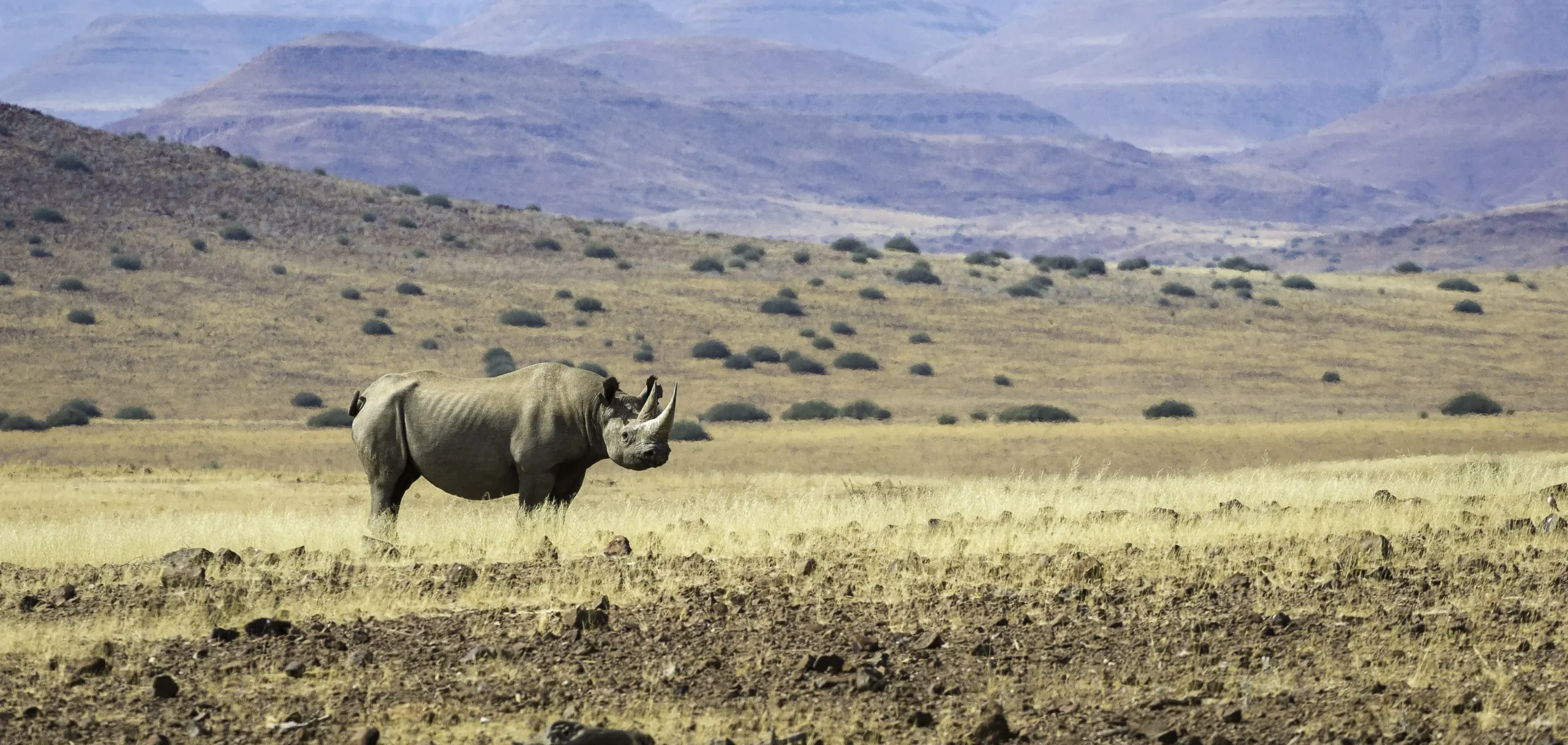 inspired by conservation rather than remuneration  