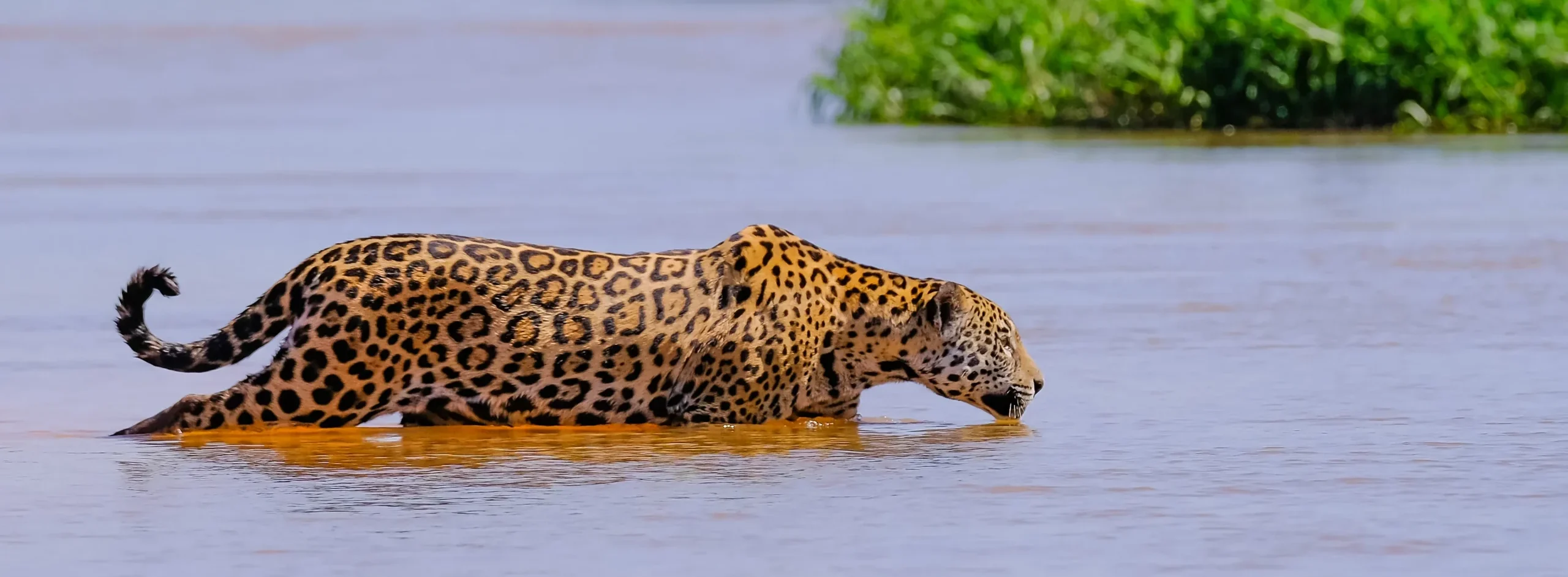 are the iconic big cats of the jungles of the Americas 