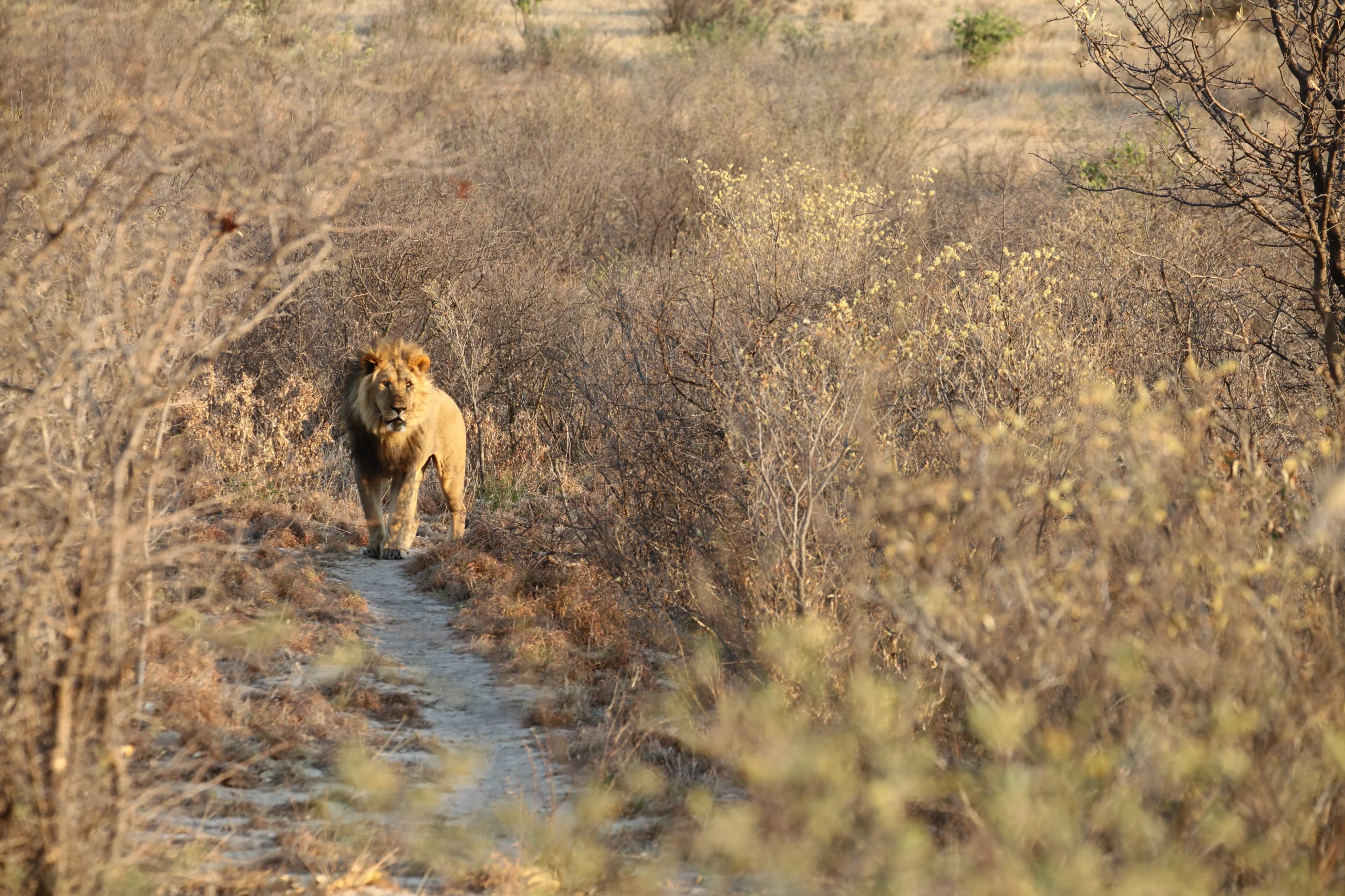 from an island to a continent  