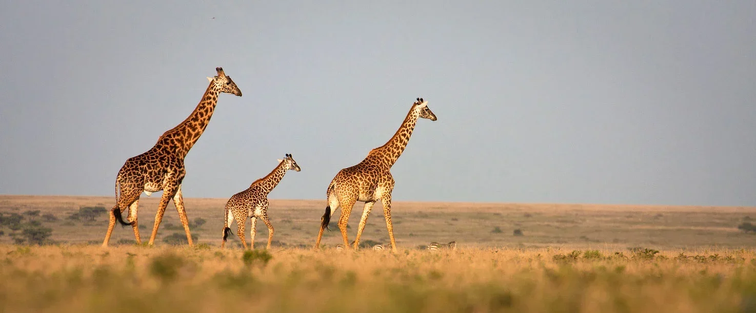 the incredible rejuvenating power of safari  