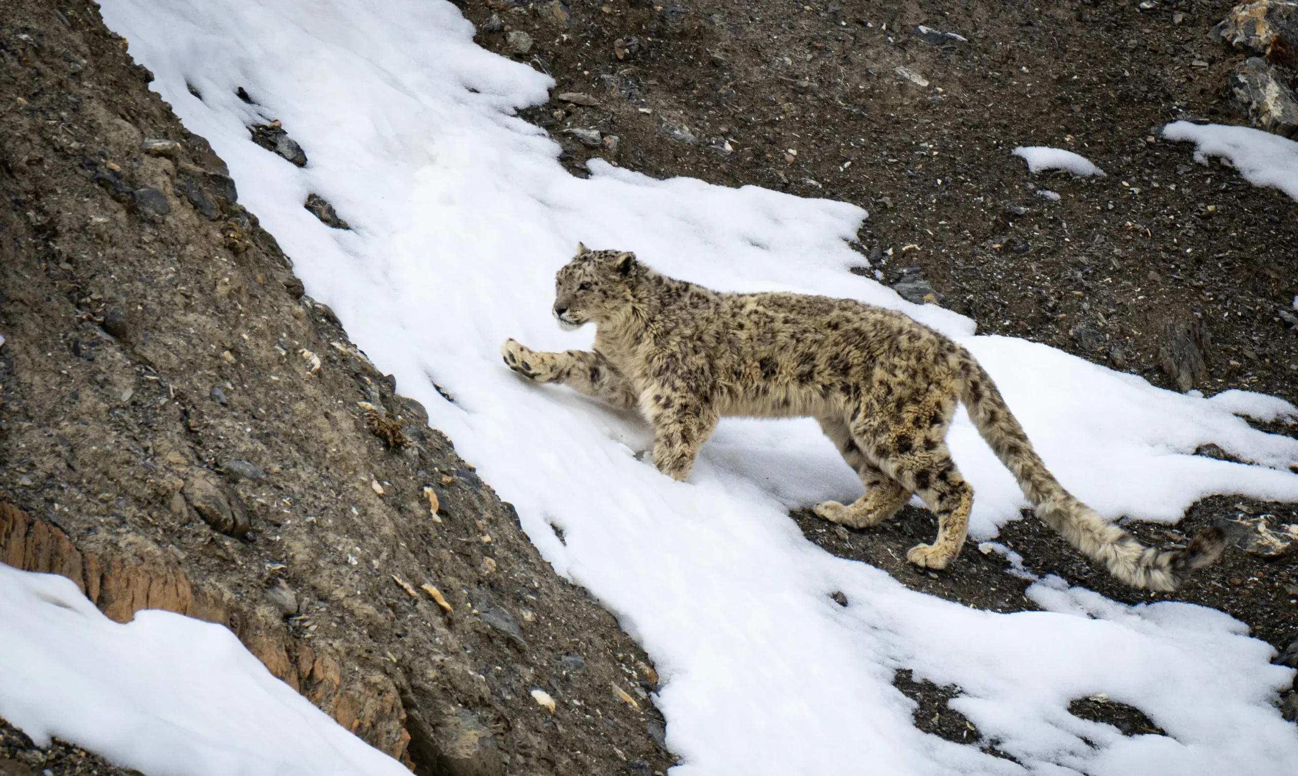 are incredibly elusive cats that live in the high Himalayas 