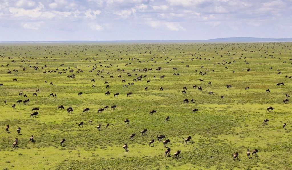 Serengeti