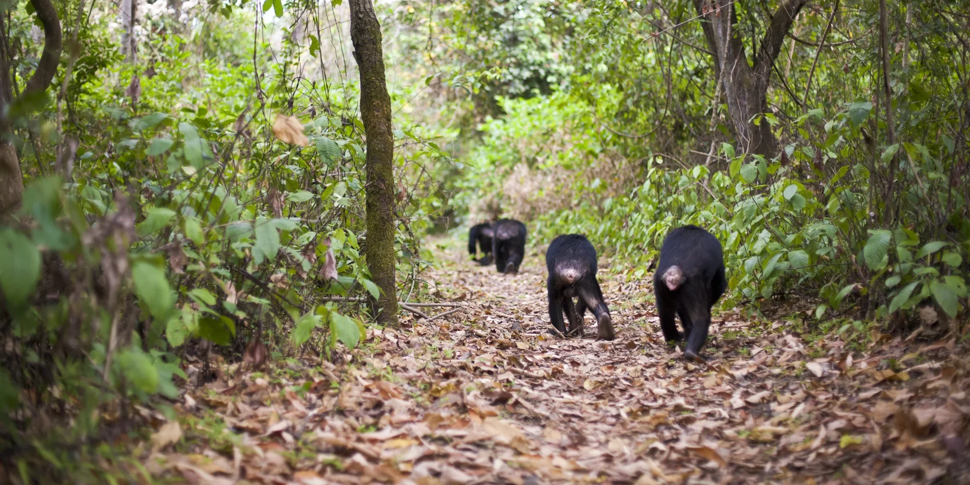 let us know about your specific interests and we will help build an amazing safari 