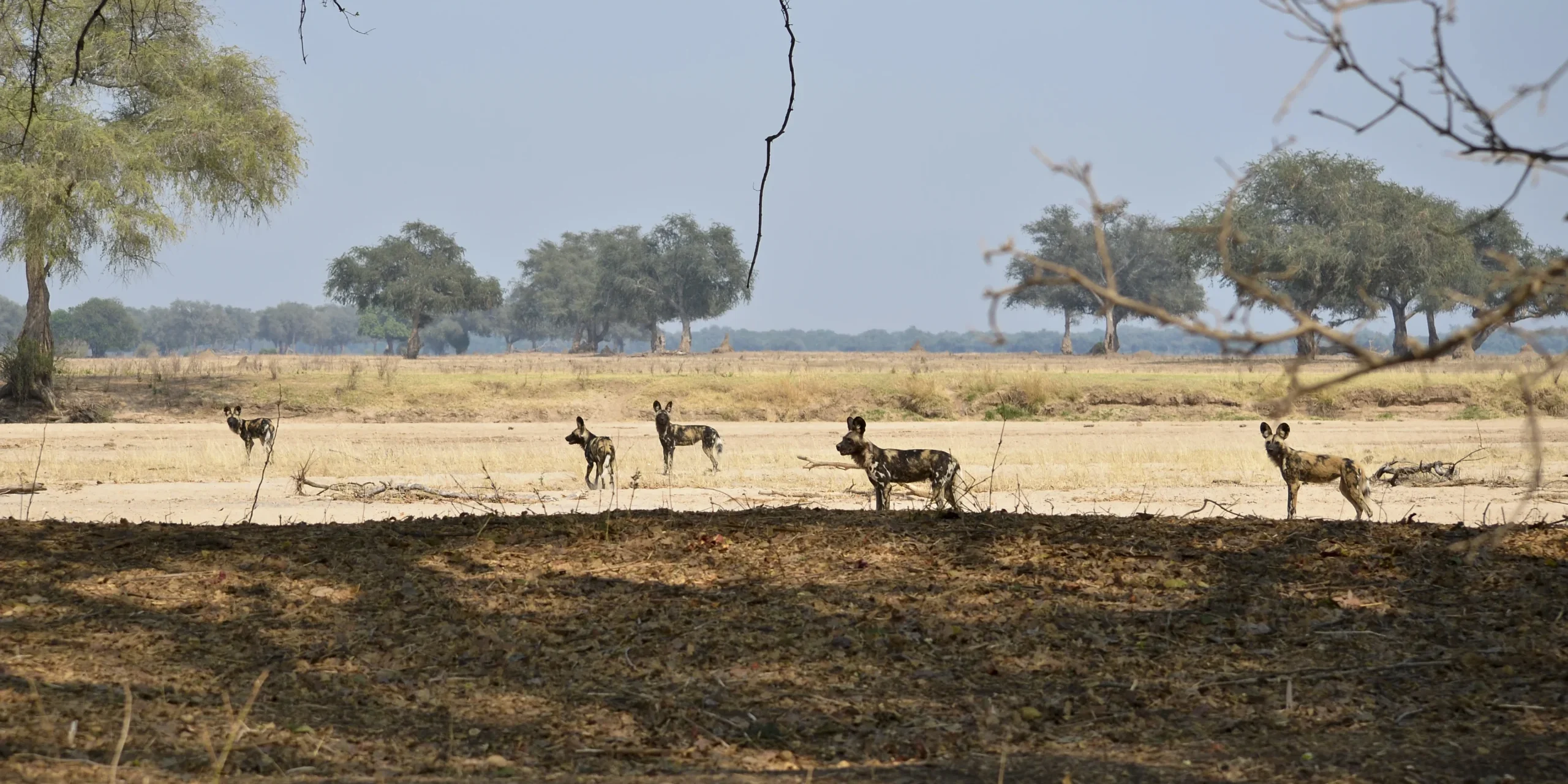 let us know about your specific interests and we will help build an amazing safari 