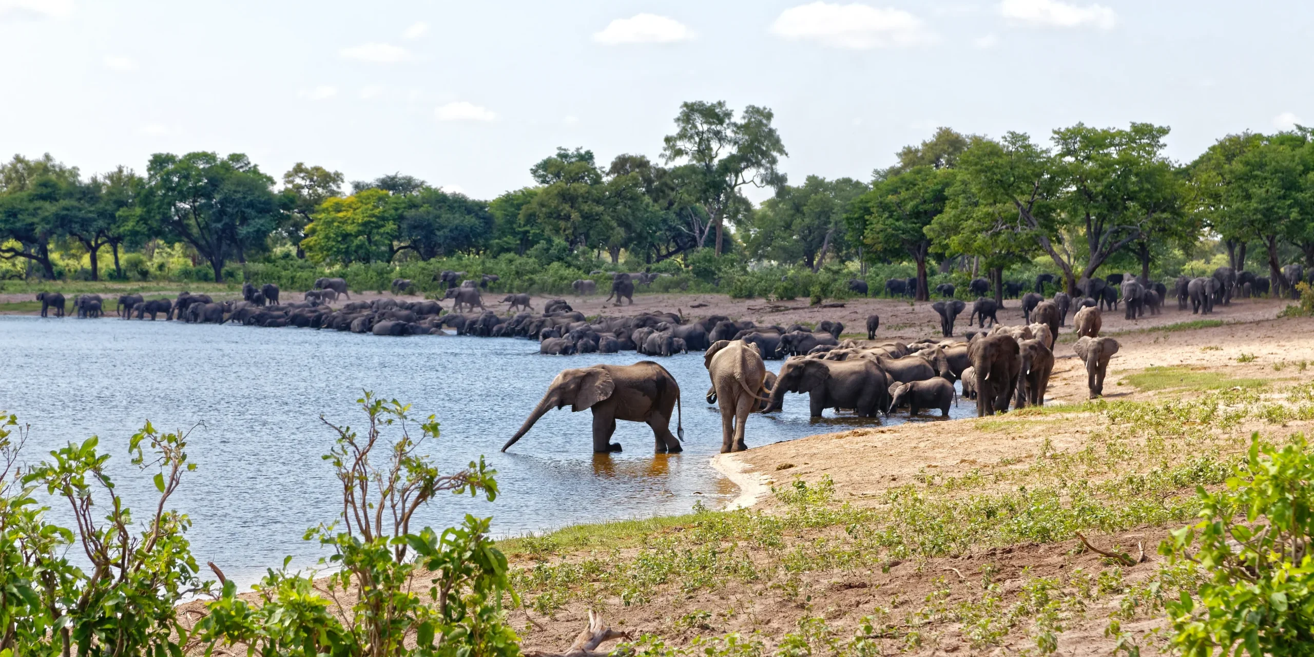 let us know about your specific interests and we will help build an amazing safari 