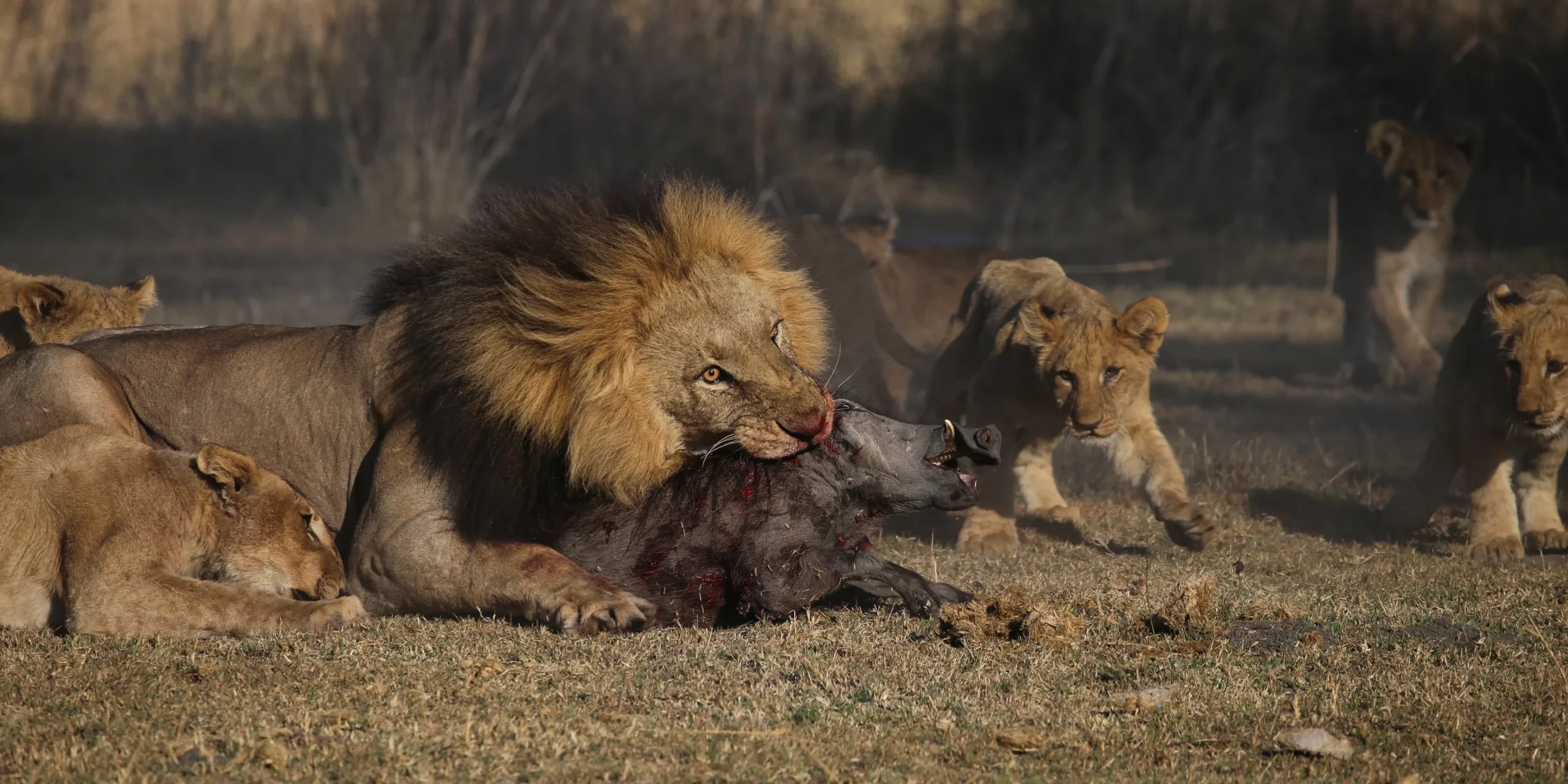 let us know about your specific interests and we will help build an amazing safari 