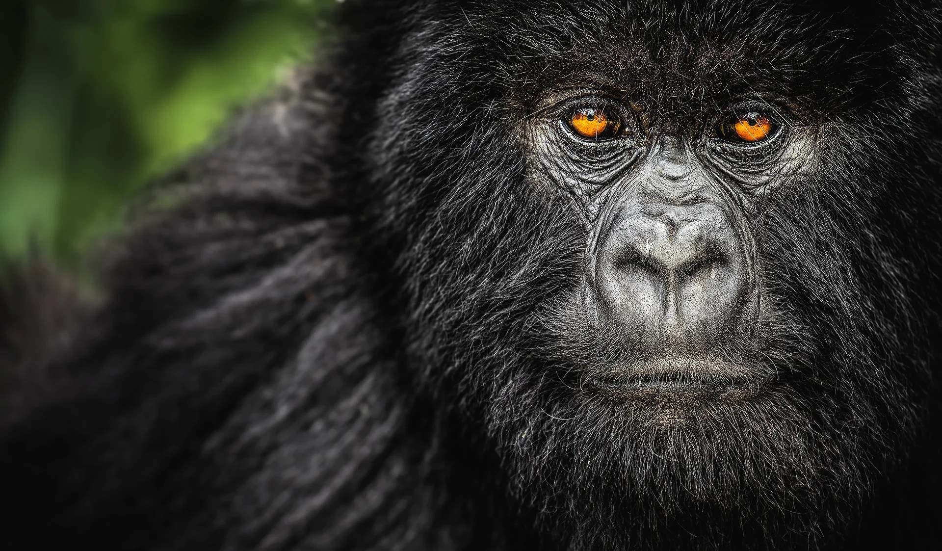 Primate safaris
Getting up close and personal with gorillas, chimps and
our other close relatives